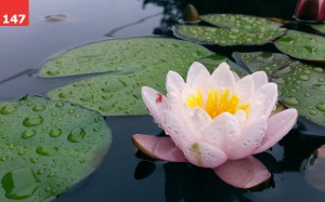 Lotus Floats by Brandon P. Turner
