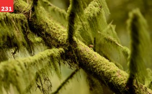 Mossy Branch by Traveling Julie