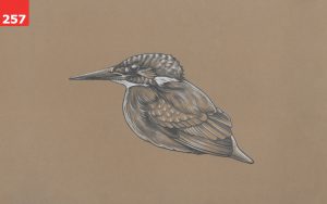 Kingfisher by Virginia Poltrack