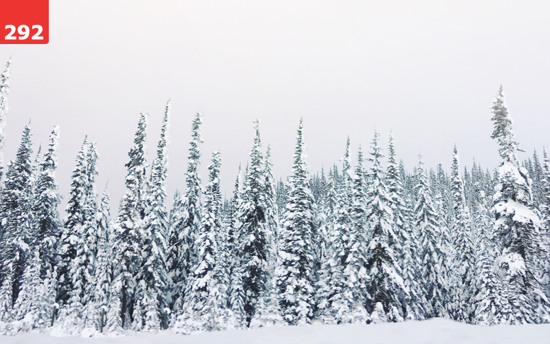 Trees and Snow and Sky by Jennifer Osborne