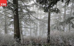 Winter in the Forest by Lauren Osborne