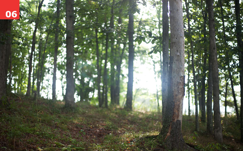 Morning Light in Virginia by Maggie Stein