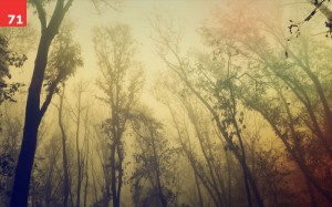 Fog in the Forest by Dejan Baric