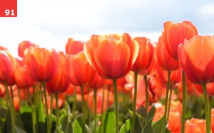 Tulips by Traveling Julie