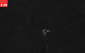 Crow on Black by Dave Riensche