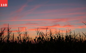 Sunset in the Corn by Erin Slonaker