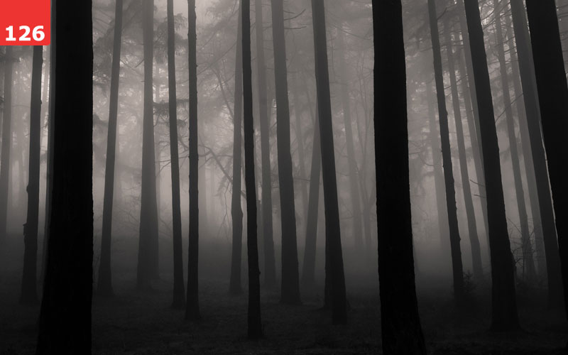 Fog in the Forest by Traveling Julie