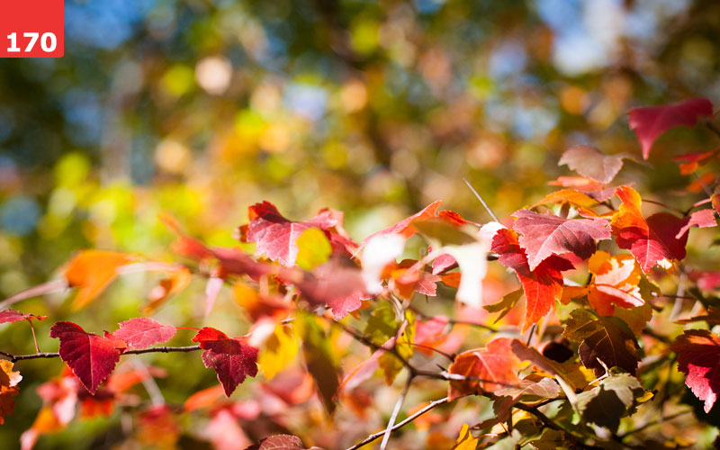 Autumn Glory by Tania Chau