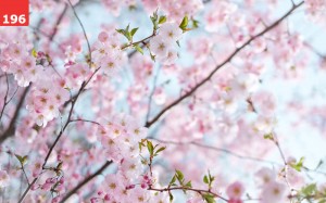 Cherry Blossoms by Tania Chau