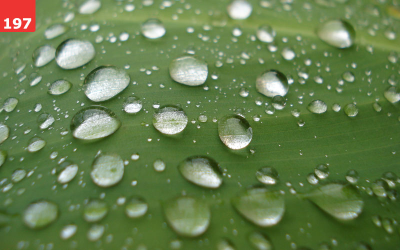 Droplets on Bamboo by Harry Lassche