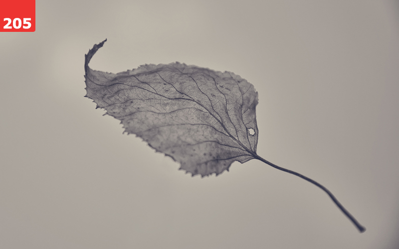Fall by Dejan Baric