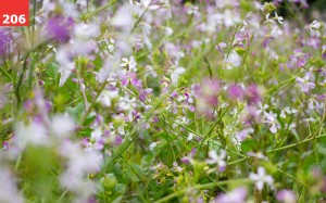 In the Weeds by Erin Slonaker