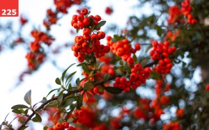 Fall Berries by Erin Slonaker