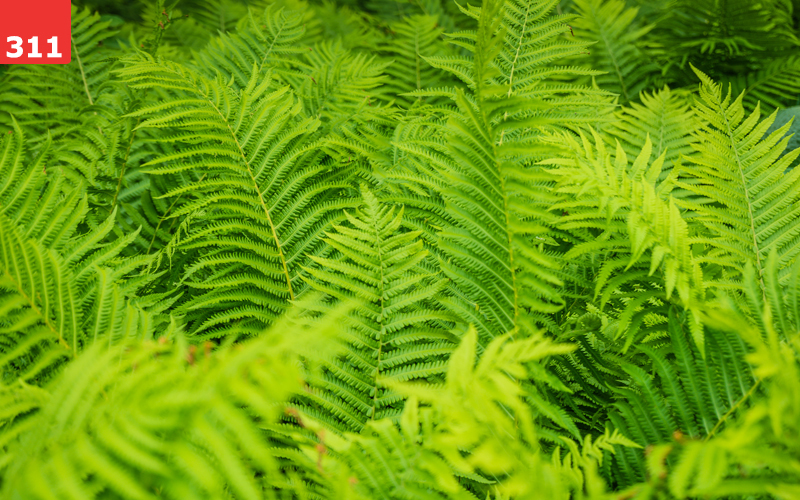 Fern by Jason Krieger