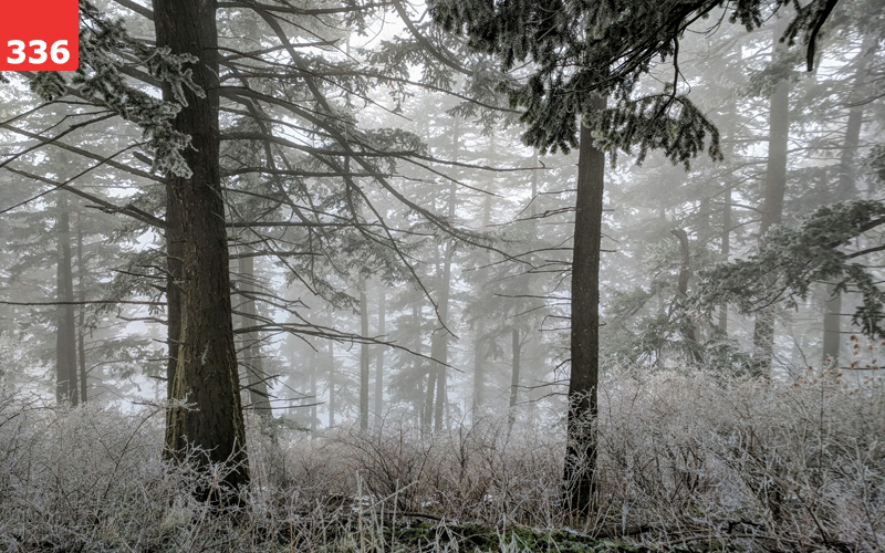 Winter in the Forest by Lauren Osborne