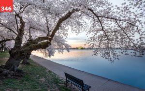 Washington DC Cherry Blossoms by Andy Feliciotti